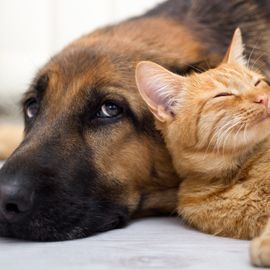 Schäferhund und Katze