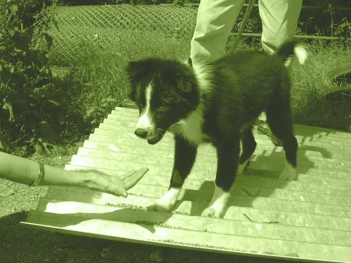 Welpenprägung in der Hundeschule Göppingen