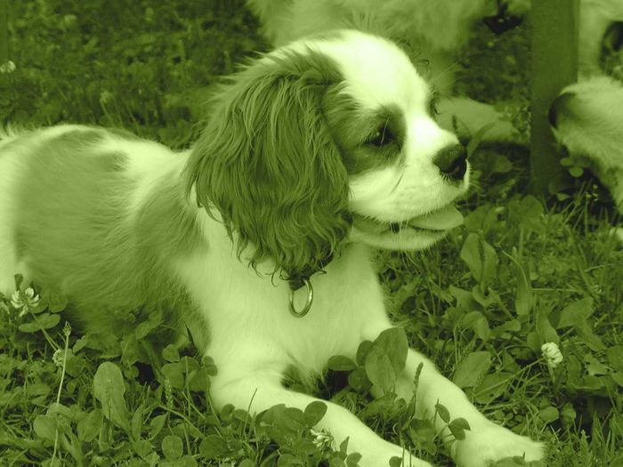 Welpenspielstunde in der Hundeschule Göppingen