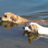 Hundeschule Artgerecht in Freystadt