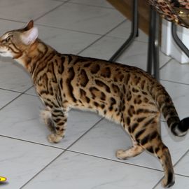 06.2014 Unser neuer aus Kanada importierte Bengalkater "Fraservalley Bengals Denalis Thunder" (Rufname Bronte) hat einen traumhaften Schwanz, Kopf und Körperbau.