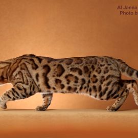 Bengalkater TICA Supreme Grand Champion "RW SGC FraserValley Denalis Thunder"