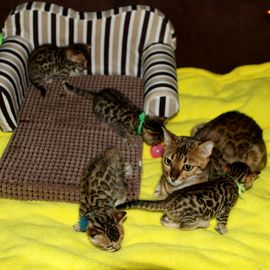 08.2014 Die ersten Bengalkitten von unserem neuen Kanada-Import Bengalkater Fraservalley Bengals Denalis Thunder (Rufname Bronte)