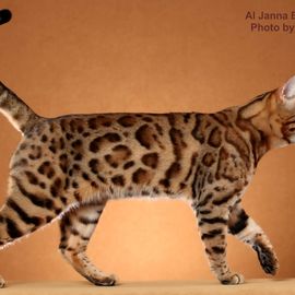 Bengalkater TICA Supreme Grand Champion "RW SGC FraserValley Denalis Thunder"