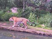 Nutzerbilder Marché Patakan (im Zoo Leipzig)