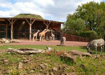 Bild zu Zoo Magdeburg