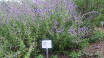 Bild zu Botanischer Garten der TU Darmstadt