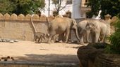 Nutzerbilder Marché Patakan (im Zoo Leipzig)