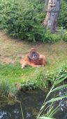 Nutzerbilder Marché Patakan (im Zoo Leipzig)