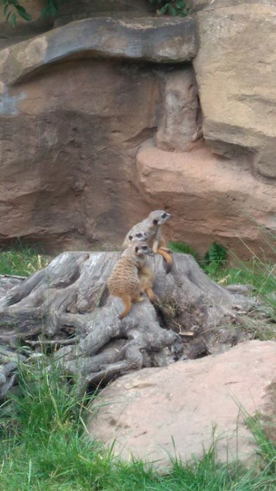 Nutzerbilder Marché Patakan (im Zoo Leipzig)