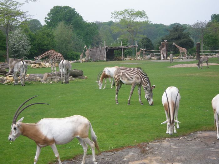 Nutzerbilder Marché Patakan (im Zoo Leipzig)