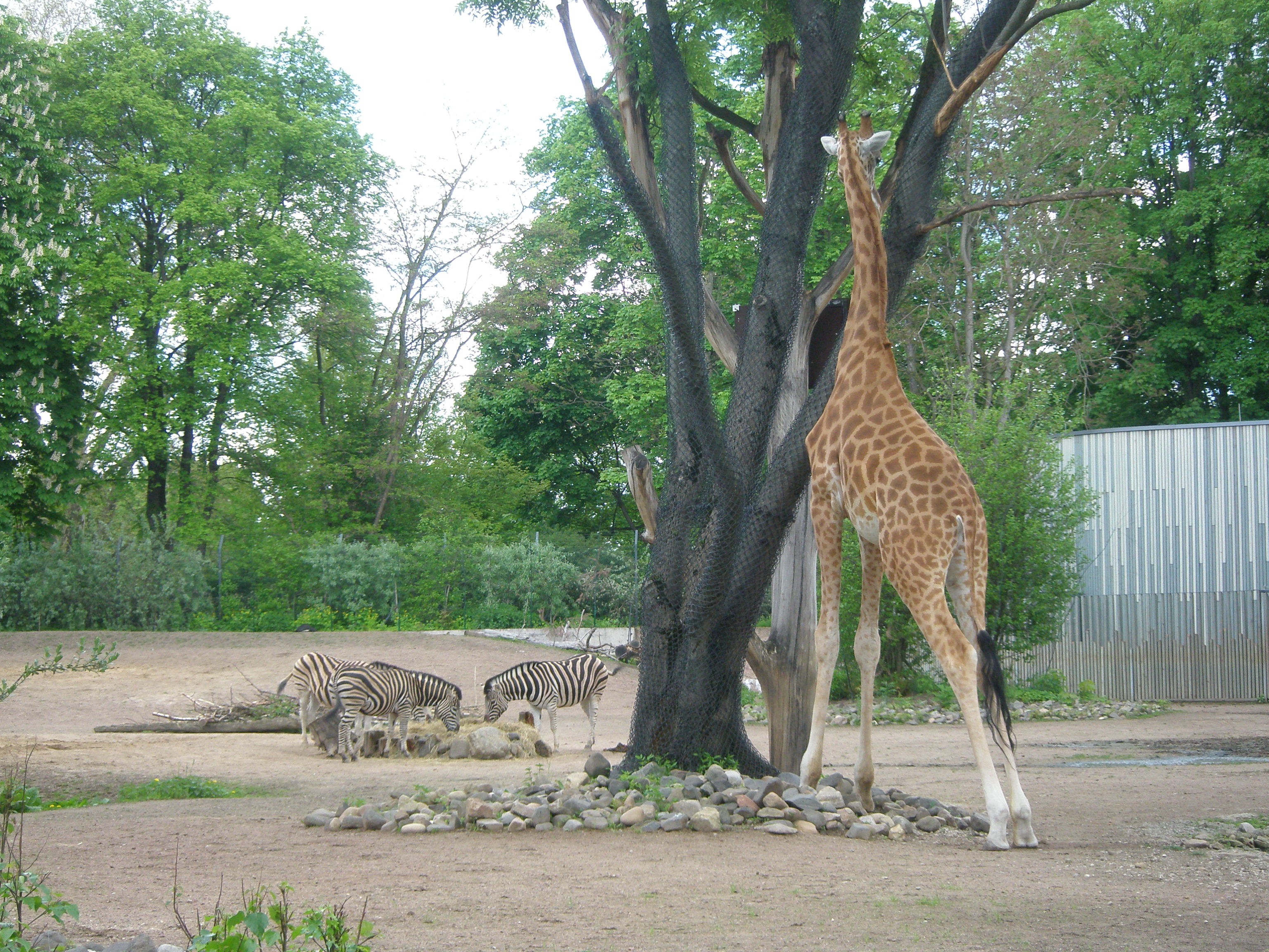 Bild 14 Zoologischer Garten in Dresden