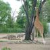 Zoologischer Garten in Dresden