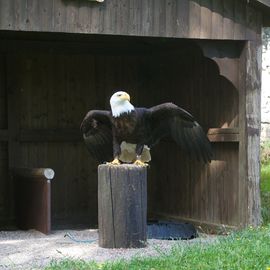 Tierpark Sababurg in Hofgeismar