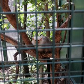 Einer von sehr vielen Äffchen, die der Tierpark hat. 