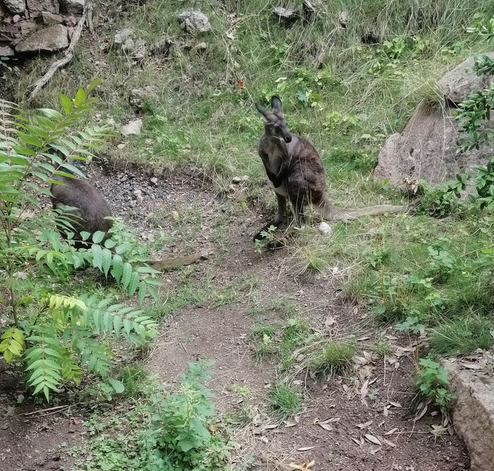 Nutzerbilder Zoologischer Garten Halle GmbH Zentrale