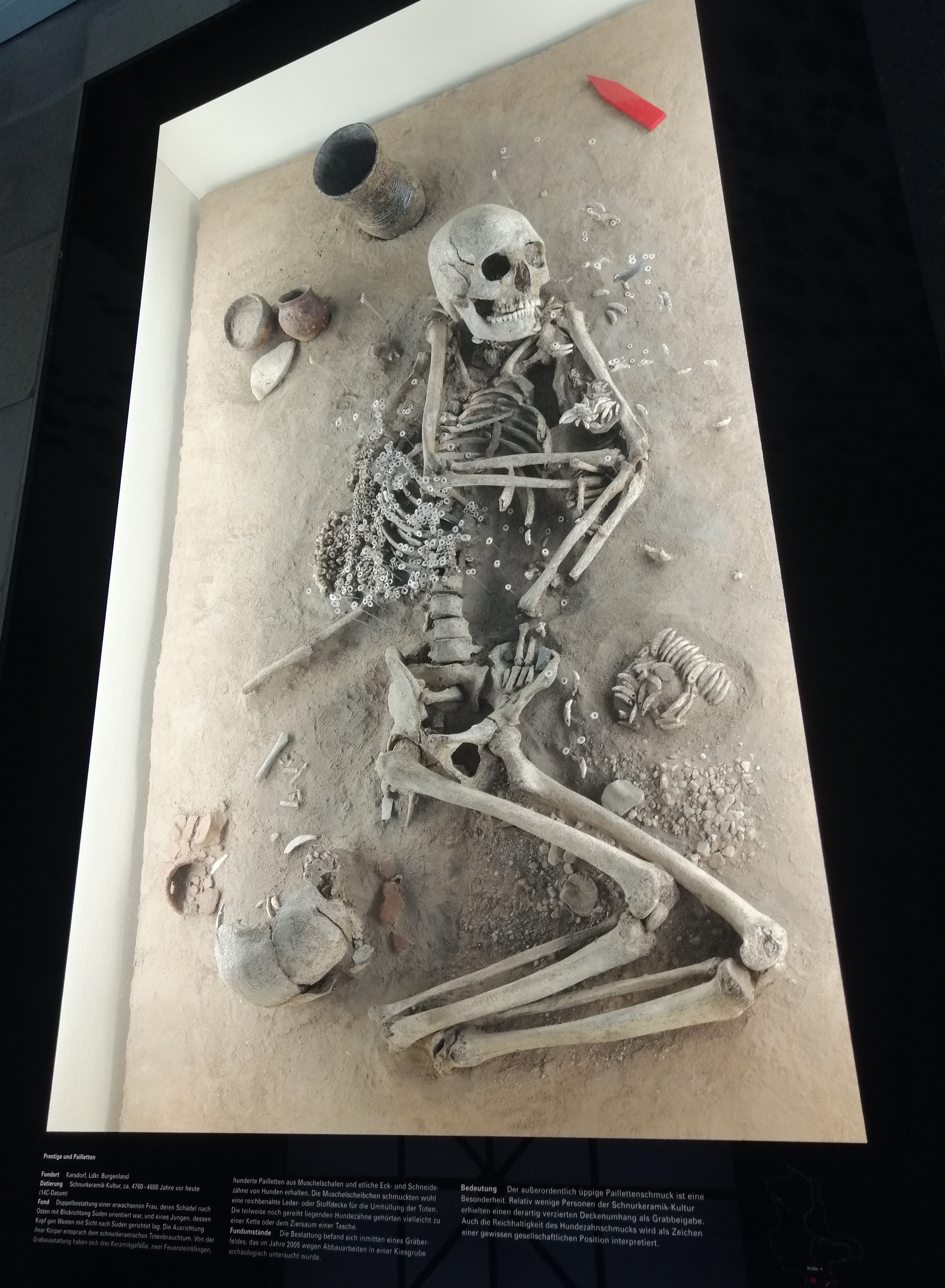Skelett eines Fundes