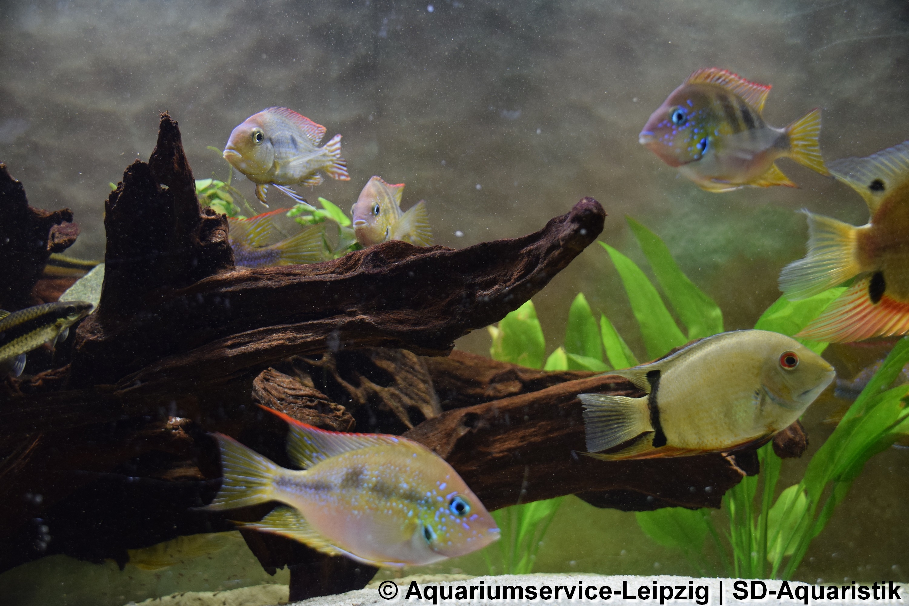 Bild 1 Aquariumservice-Leipzig in Neukieritzsch