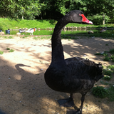 Affen- und Vogelpark Eckenhagen in Reichshof