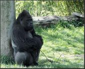 Nutzerbilder Marché Patakan (im Zoo Leipzig)