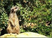 Nutzerbilder Marché Patakan (im Zoo Leipzig)