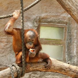 Allwetterzoo in Münster