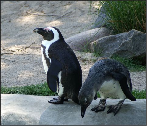 Nutzerbilder Marché Patakan (im Zoo Leipzig)