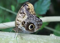 Bild zu Botanischer Garten der Universität Leipzig