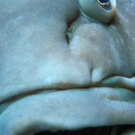 Lippfisch mit Geltungsdrang