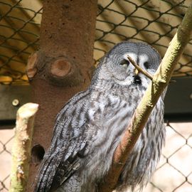 Bartkauz... 99% Federn, 1% Vogel