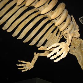 Skelett einer Seekuh