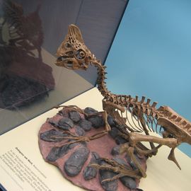Rekonstruktione ines Oviraptor-Skeletts