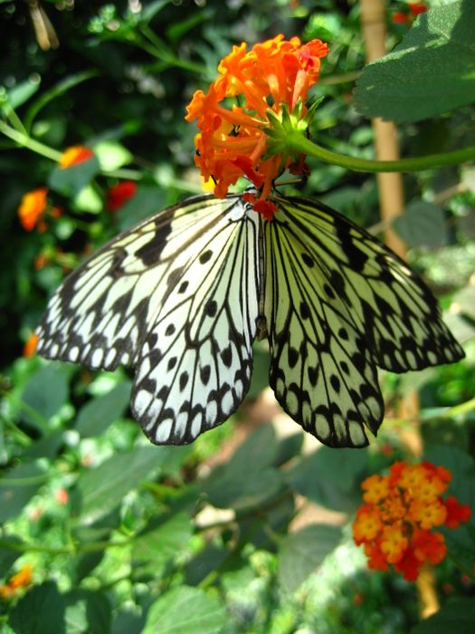 Nutzerbilder Zoologisch-Botanischer Garten Wilhelma