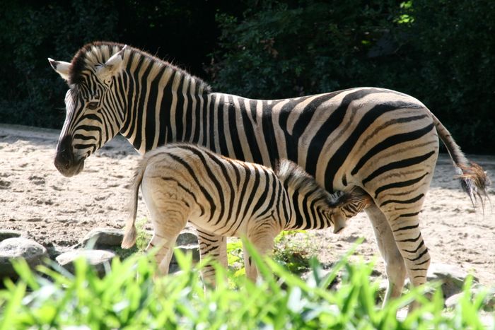 Nutzerbilder ZOO Duisburg AG