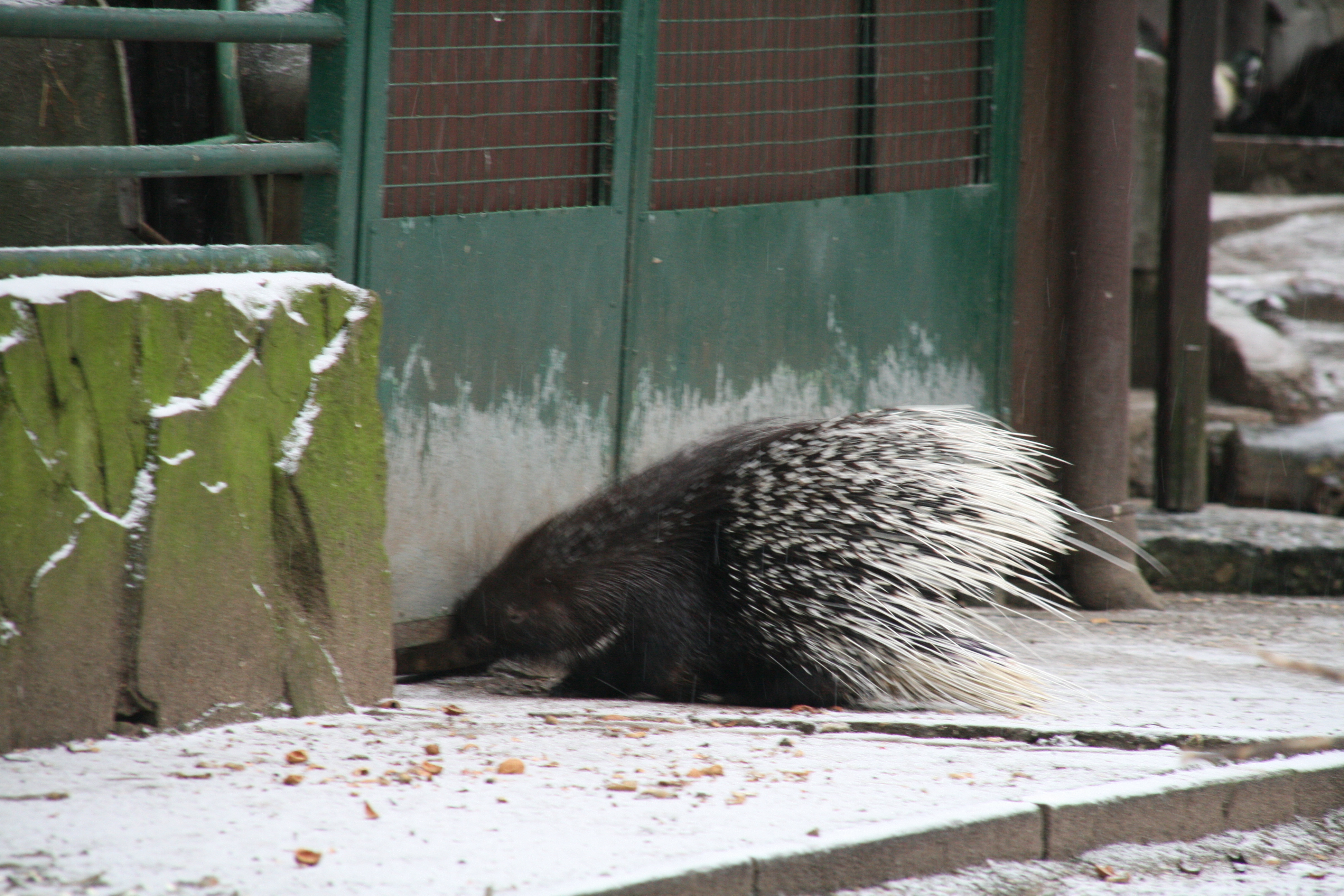 Stachelschwein - auch bekannt als Lost Man&apos;s Food