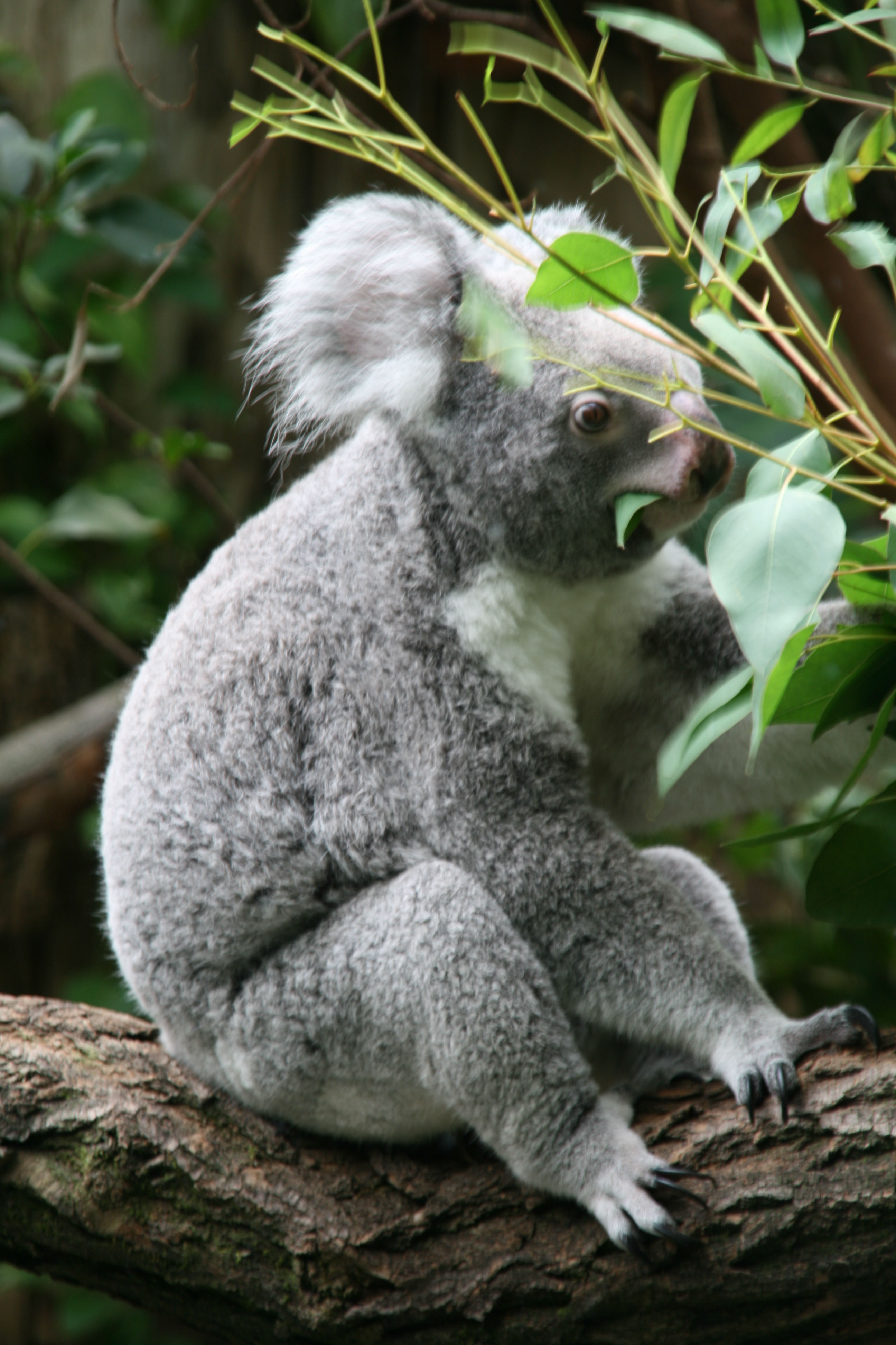 Koala - Dank Eukalyptus immer leicht druff