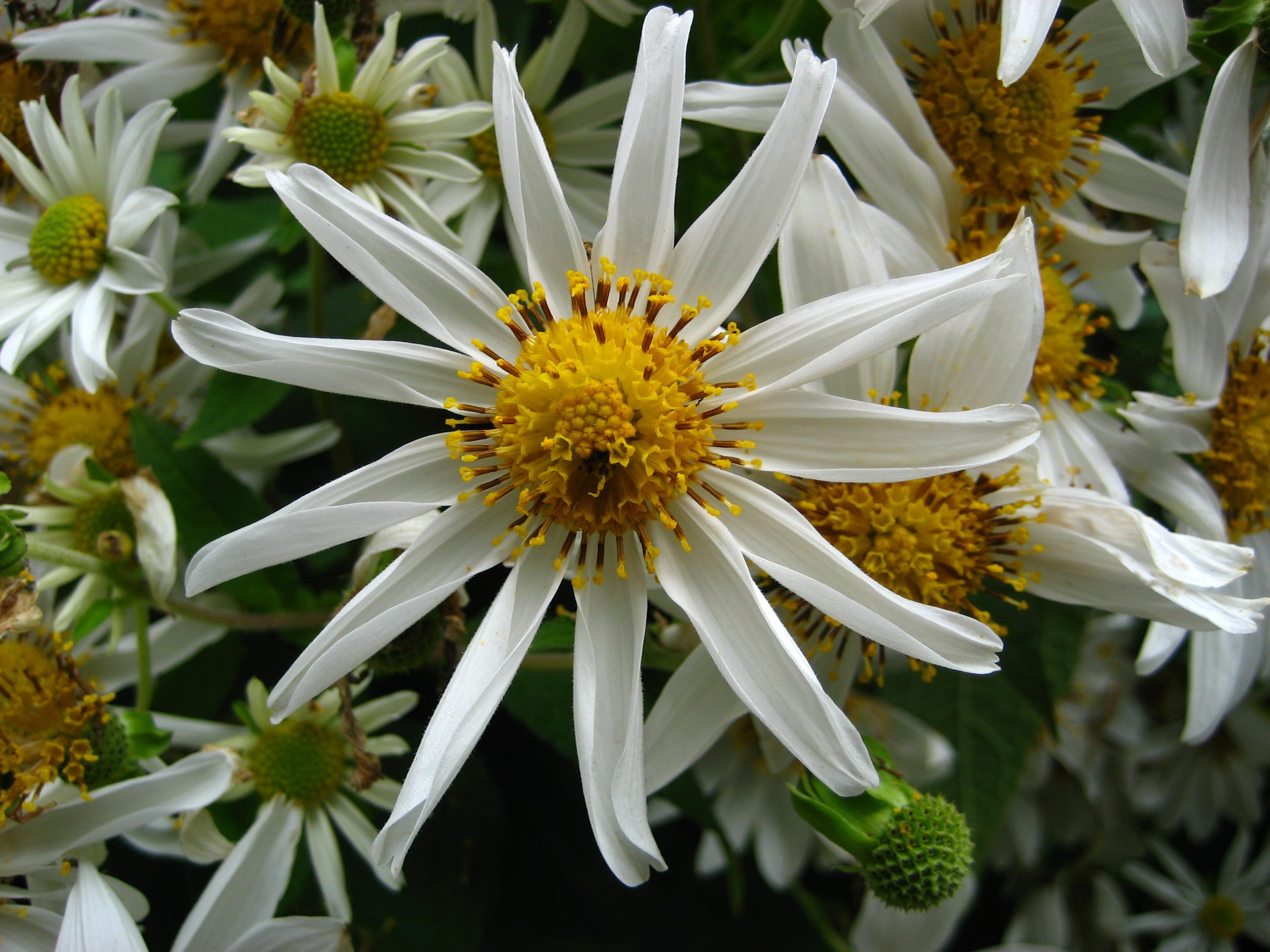 Bild 10 Blumen Hamm Inh. Anja Hamm in Tübingen