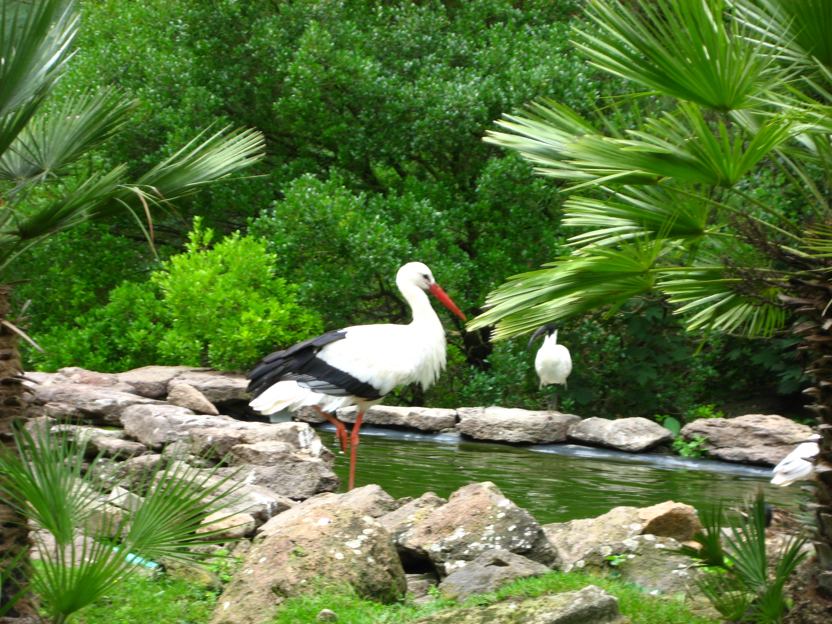 Stillleben mit Storch