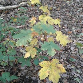 Herbstspaziergang