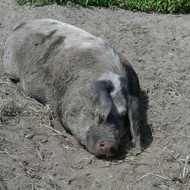 Schweinerei I.