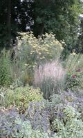 Bild zu Kräutergarten Kloster Lehnin