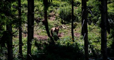 Alternativer Wolf- und Bärenpark Schwarzwald in Schapbach Gemeinde Bad Rippoldsau-Schapbach