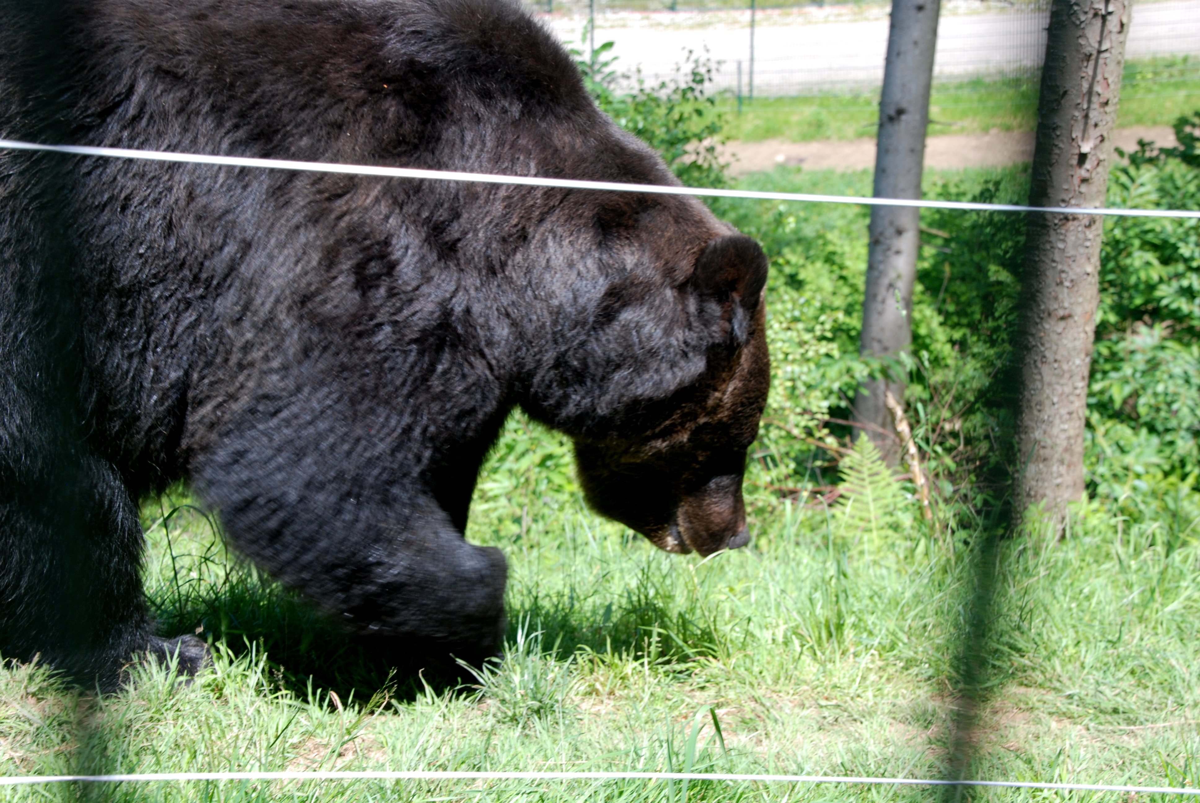 Im Bärenpark Schapbach