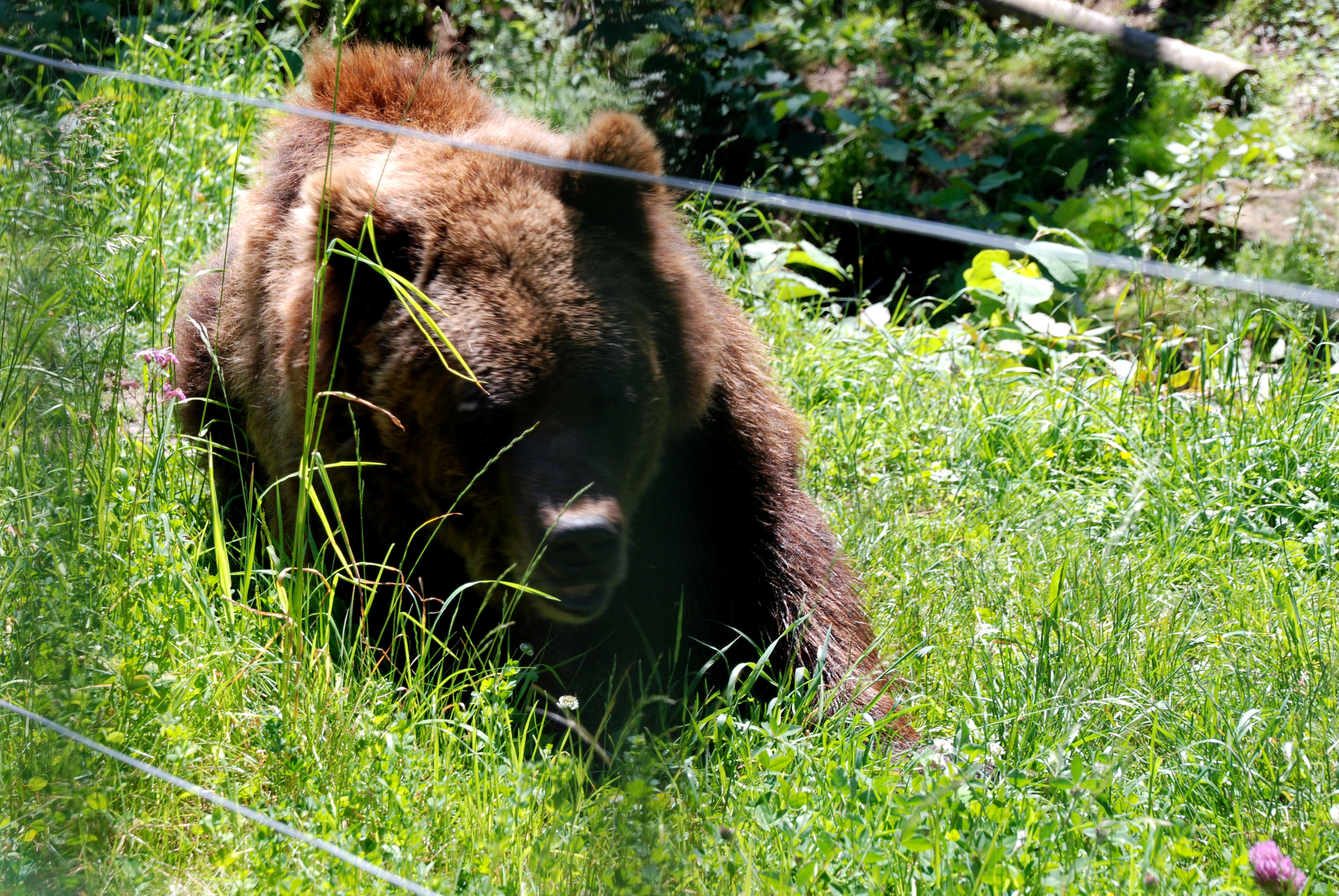 im B&auml;renpark Schapbach