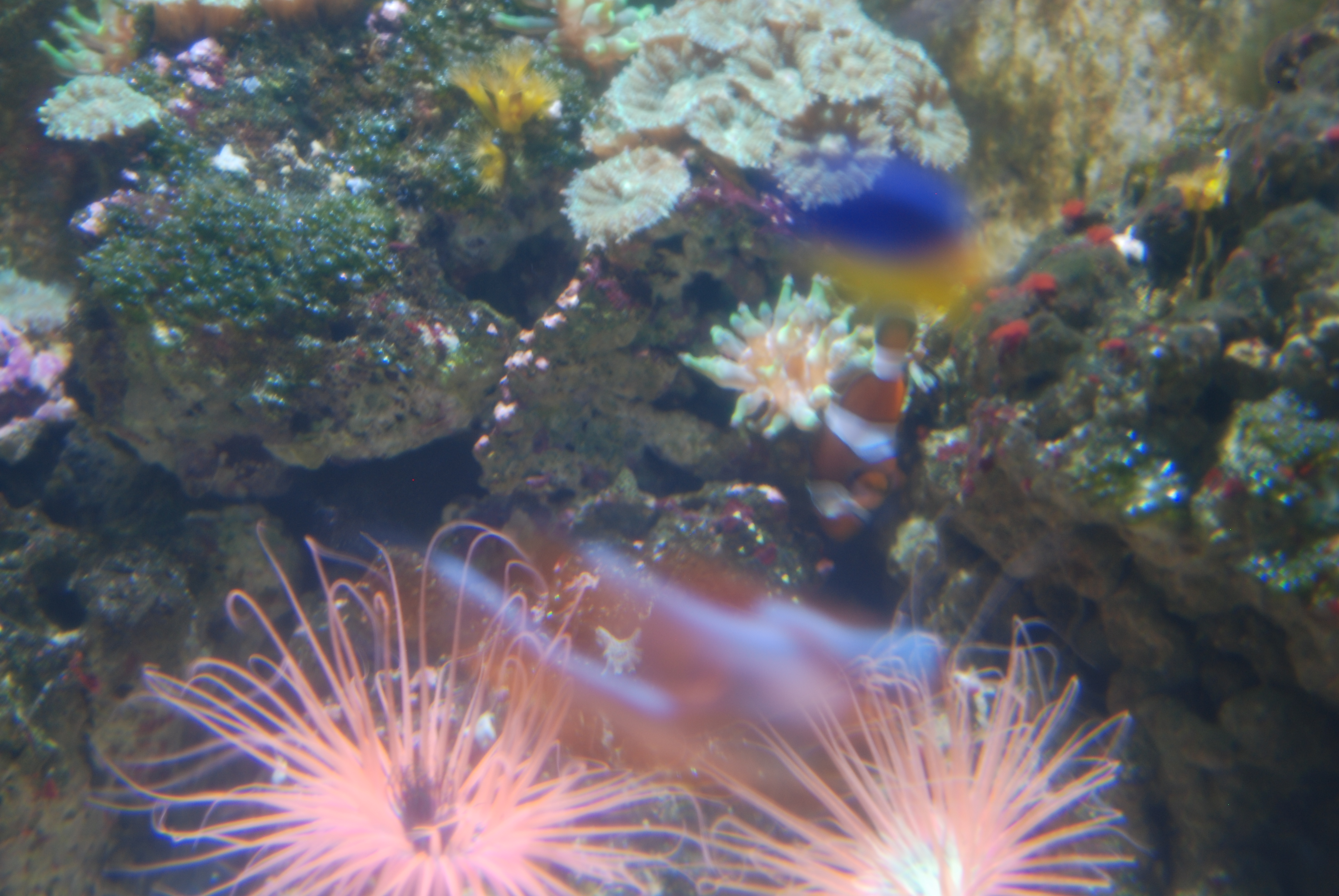Clownfisch be-sucht Seeanemonen