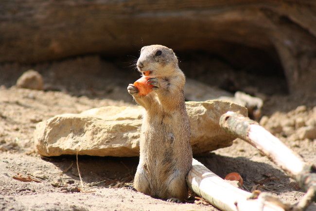 Nutzerbilder Zoo Osnabrück gGmbH