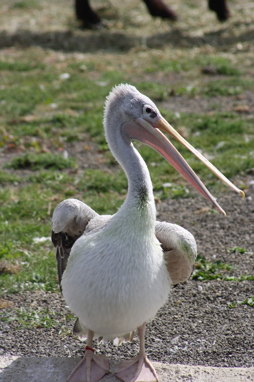 Bild 86 Zoo Osnabrück gGmbH in Osnabrück