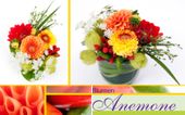 Nutzerbilder Blumen Anemone