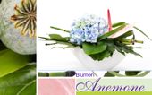 Nutzerbilder Blumen Anemone