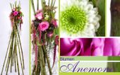 Nutzerbilder Blumen Anemone